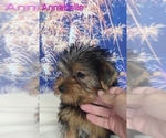 Small #1 Yorkshire Terrier