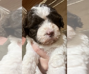 Havachon Puppy for sale in JASPER, GA, USA