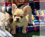 Small #1 French Bulldog
