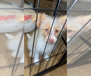 Pom-A-Poo Puppy for sale in NOVI, MI, USA