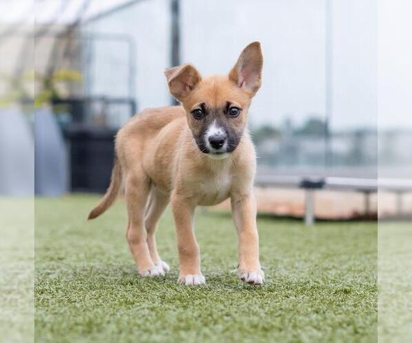 Medium Photo #5 Boxer-Unknown Mix Puppy For Sale in San Diego, CA, USA