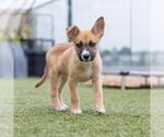 Small #4 Boxer Mix