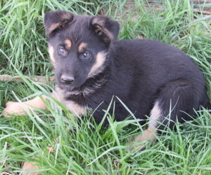 German Shepherd Dog Puppy for sale in COLUMBUS, NE, USA