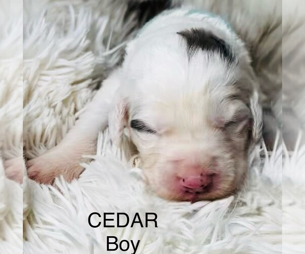 Medium Photo #6 Sheepadoodle Puppy For Sale in BUFFALO, MN, USA