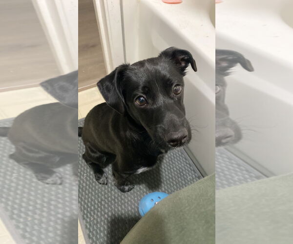 Medium Photo #1 Labrador Retriever Puppy For Sale in Woodland, CA, USA