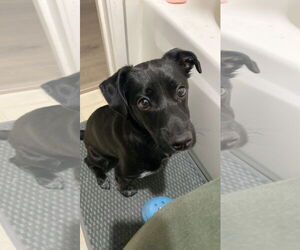 Labrador Retriever Dogs for adoption in Woodland, CA, USA