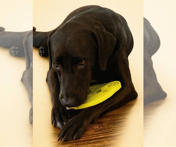 Medium Photo #3 Chocolate Labrador retriever-Labrador Retriever Mix Puppy For Sale in Houston, TX, USA