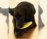 Small #2 Chocolate Labrador retriever-Labrador Retriever Mix
