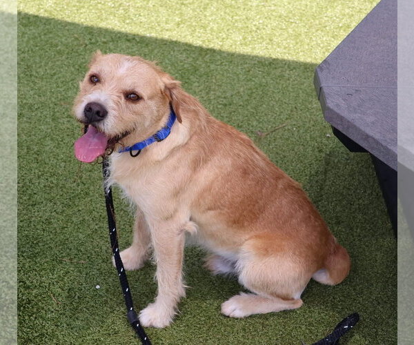 Medium Photo #5 Mutt Puppy For Sale in Rockaway, NJ, USA