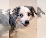 Small Australian Shepherd Mix