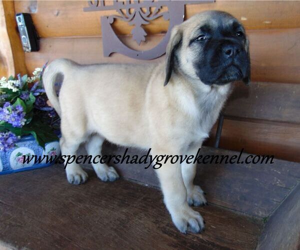 Medium Photo #11 Mastiff Puppy For Sale in CABOOL, MO, USA