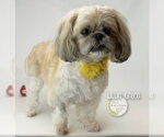 Small #1 Shih Tzu