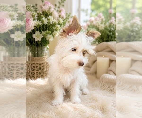 Medium Photo #1 Yorkshire Terrier Puppy For Sale in ROCKLIN, CA, USA