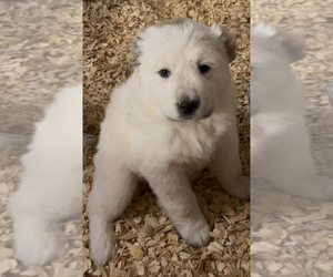 Central Asian Shepherd Dog-Great Pyrenees Mix Puppy for sale in QUARTZ HILL, CA, USA