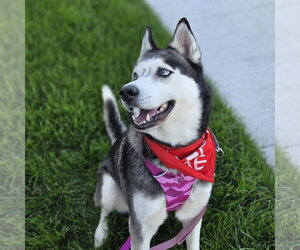 Sweatpants - Female Siberian Husky Dog for Adoption - Photo #7
