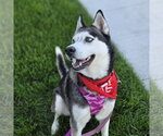 Small Photo #7 Siberian Husky Puppy For Sale in Fargo, ND, USA