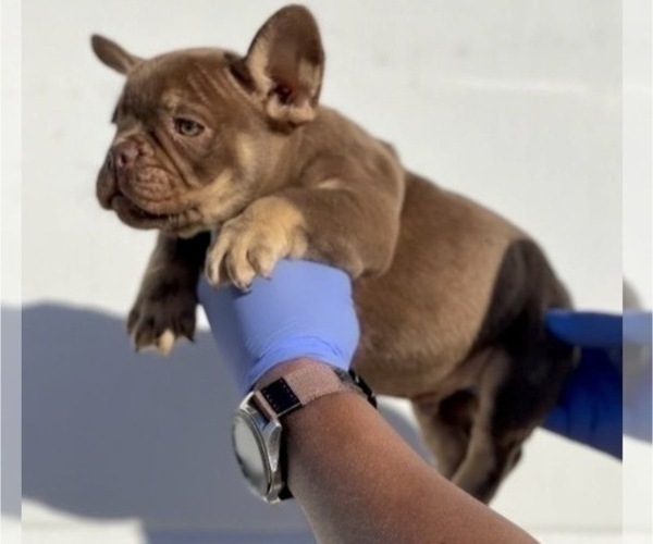 Medium Photo #4 French Bulldog Puppy For Sale in PORTLAND, OR, USA