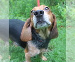 Small #2 Beagle