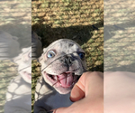 Small Photo #32 French Bulldog Puppy For Sale in SACRAMENTO, CA, USA