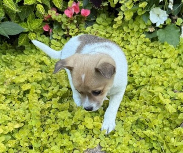 Medium Photo #5 Fox Terrier (Smooth) Puppy For Sale in CURTISS, WI, USA