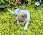 Small #4 Fox Terrier (Smooth)