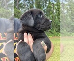 Puppy Silver Collar Labrador Retriever