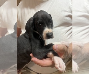 Medium Great Dane