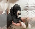 Puppy CKC Maribelle Great Dane