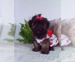 Small #2 Shorkie Tzu