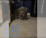 Small Photo #8 American Bully Puppy For Sale in WINDSOR, PA, USA