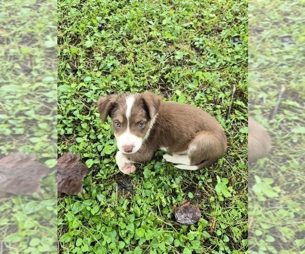 Medium Photo #18 Borador Puppy For Sale in MARION, VA, USA