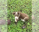 Small Photo #18 Borador Puppy For Sale in MARION, VA, USA