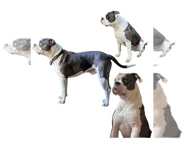 Medium Photo #1 Alapaha Blue Blood Bulldog Puppy For Sale in NEWVILLE, PA, USA