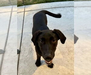 Kylie - Female Labrador Retriever-Unknown Mix Dog for Adoption - Photo #6