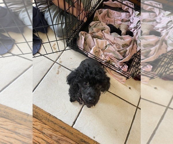Medium Photo #7 Poodle (Toy) Puppy For Sale in MURFREESBORO, TN, USA