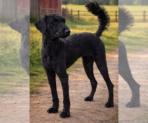 Poodle (Standard)-Unknown Mix Dogs for adoption in Valrico, FL, USA