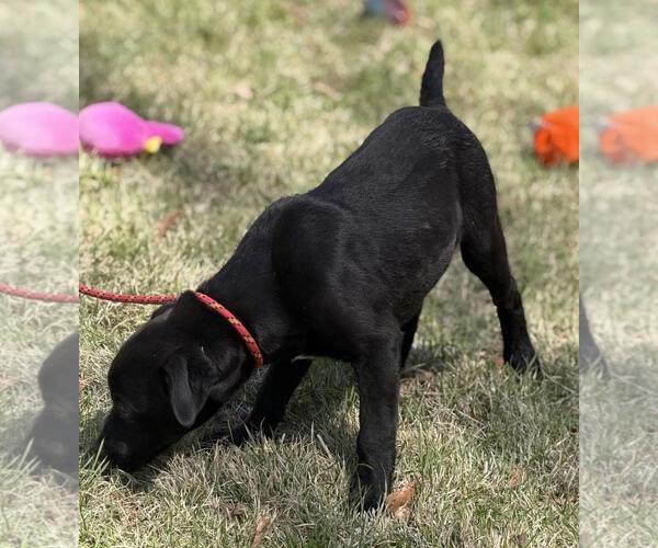 Medium Photo #2 Labrador Retriever-Unknown Mix Puppy For Sale in Yardley, PA, USA