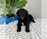 Small Photo #1 Golden Retriever-Miniature American Shepherd Mix Puppy For Sale in FRANKLIN, IN, USA