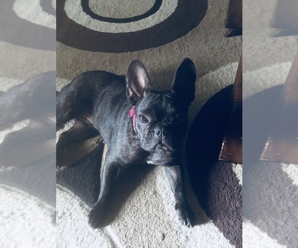 Medium Photo #1 French Bulldog Puppy For Sale in MOORE, OK, USA
