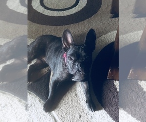 Mother of the French Bulldog puppies born on 07/24/2019