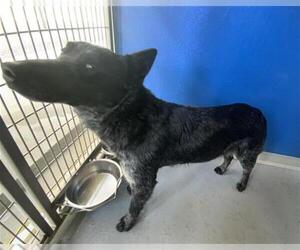 Texas Heeler-Unknown Mix Dogs for adoption in Visalia, CA, USA