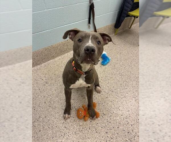 Medium Photo #1 Mutt Puppy For Sale in Brighton, CO, USA