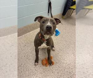 Mutt Dogs for adoption in Brighton, CO, USA