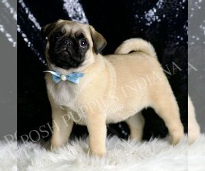 Pug Puppy for sale in WARSAW, IN, USA
