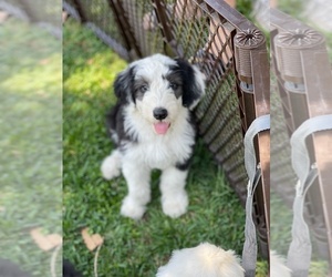 Old English Sheepdog Puppy for sale in ROSEMEAD, CA, USA