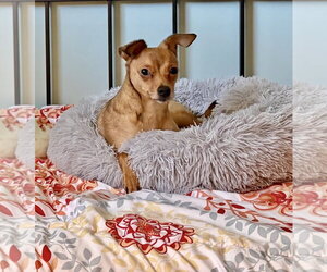 Chihuahua Dogs for adoption in Chester, NJ, USA