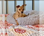 Small Chihuahua