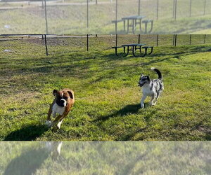 Milo V - Male Boxer Dog for Adoption - Photo #4