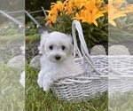Small #2 Maltese