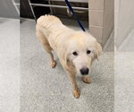 Small Great Pyrenees Mix